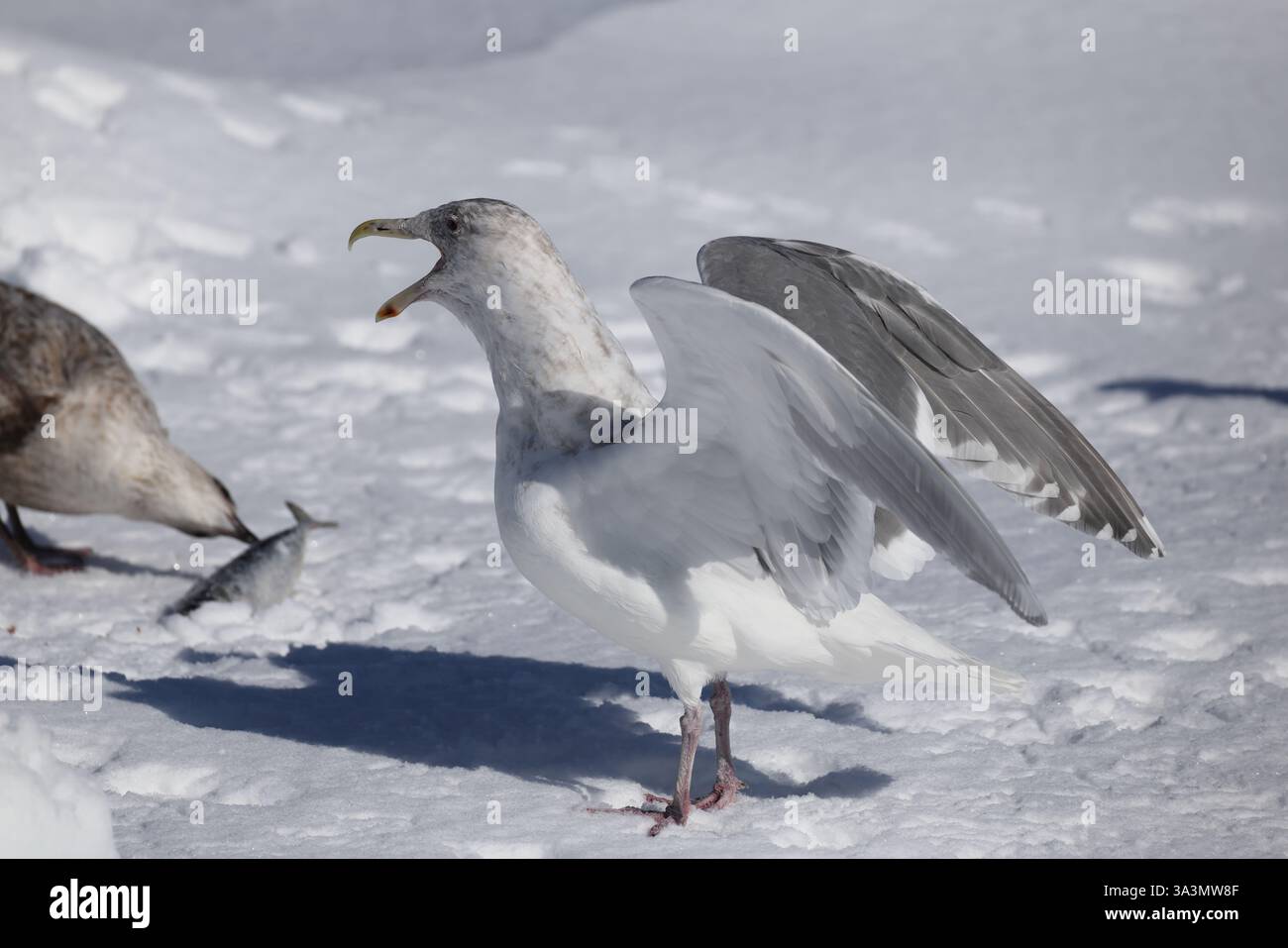 Il gabbiano alato glaucous (Larus glaucescens) è un grande gabbiano dalla testa bianca. Questa foto è stata scattata a Hokkaido, in Giappone. Foto Stock