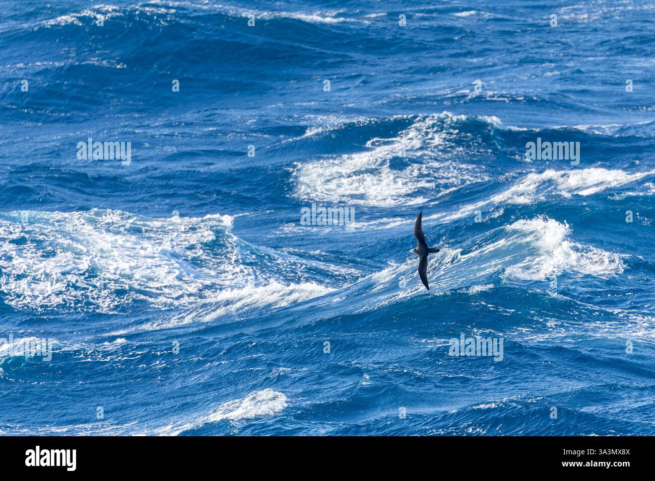 Shearwater striato (Calonectris leucomelas) in volo sulla superficie del mare nell'Oceano Pacifico, a sud del Giappone. Foto Stock