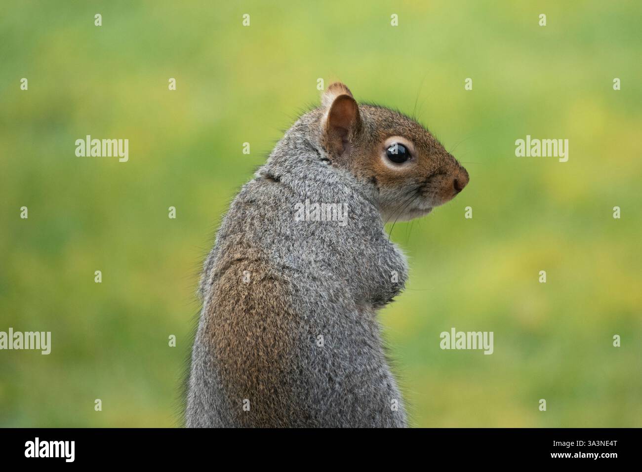 Uno scoiattolo grigio seduto con il retro della fotocamera ma che guarda intorno con la testa di profilo con uno sfondo verde a messa a fuoco morbida Foto Stock