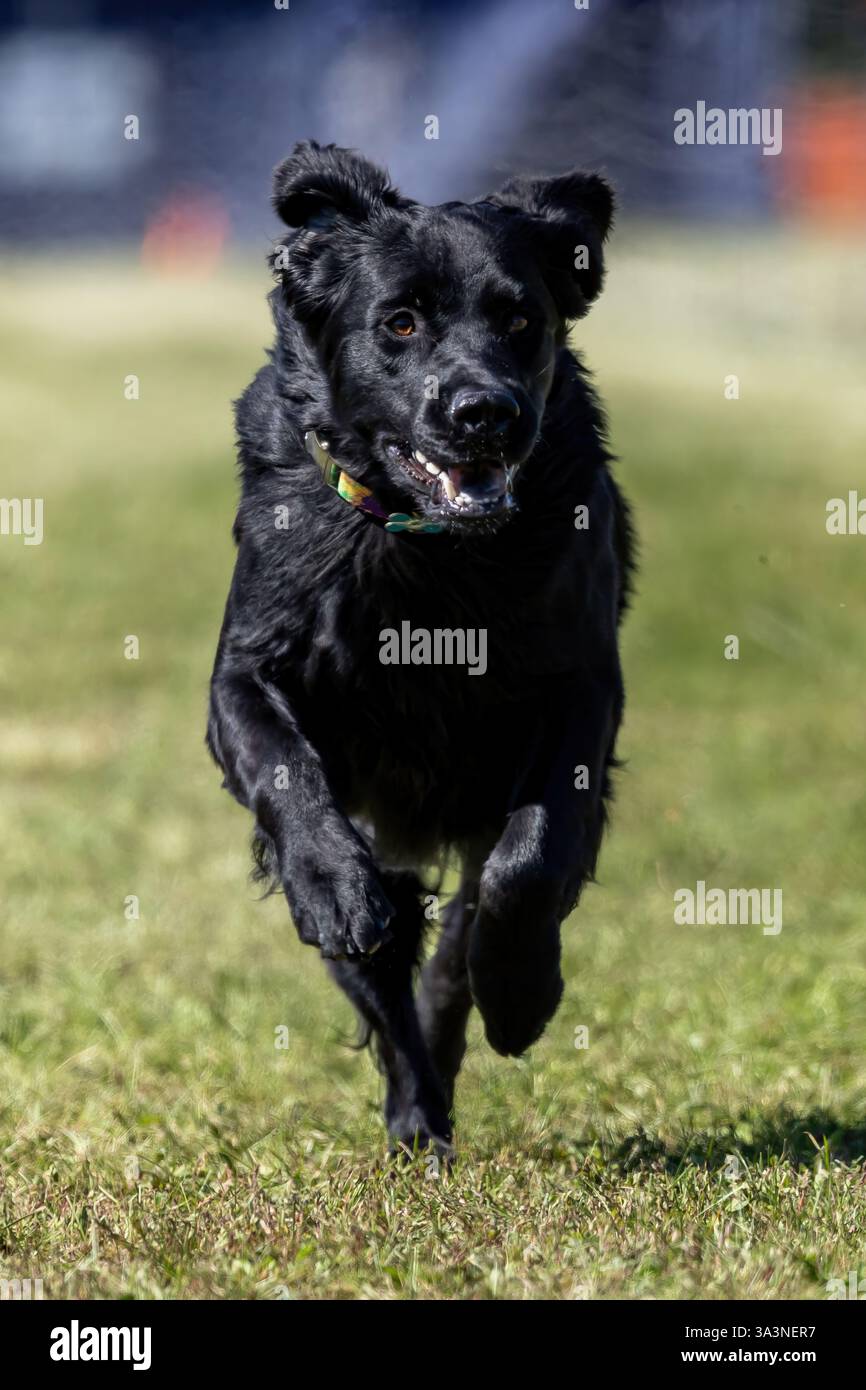 Rettilineo da corsa con rivestimento piatto, Sprint Dog Sport Foto Stock