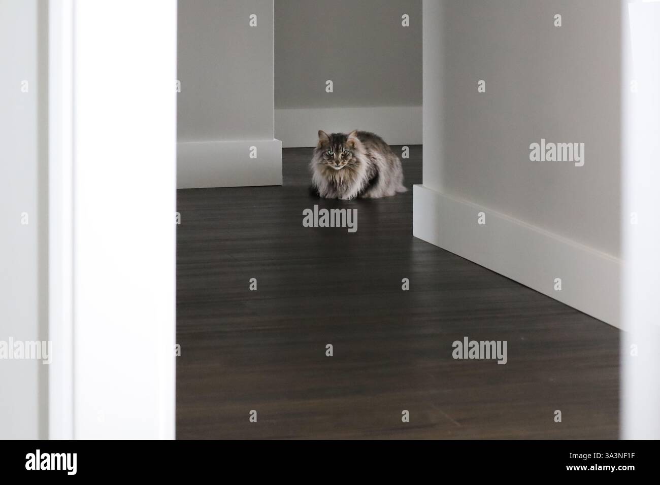 Un gatto da tabby grigio seduto su un pavimento di legno scuro in un corridoio Foto Stock