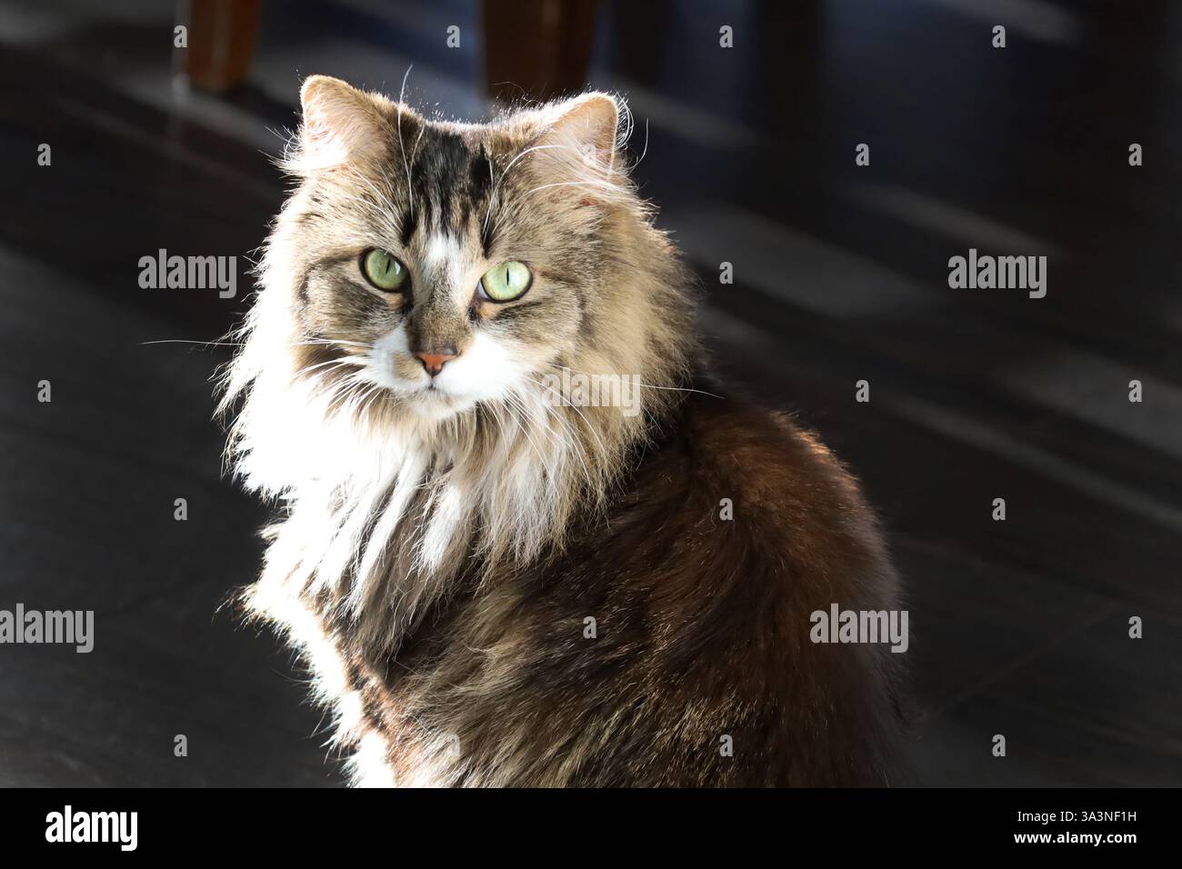 Un gatto da tavolo retroilluminato siede su un pavimento di legno scuro Foto Stock