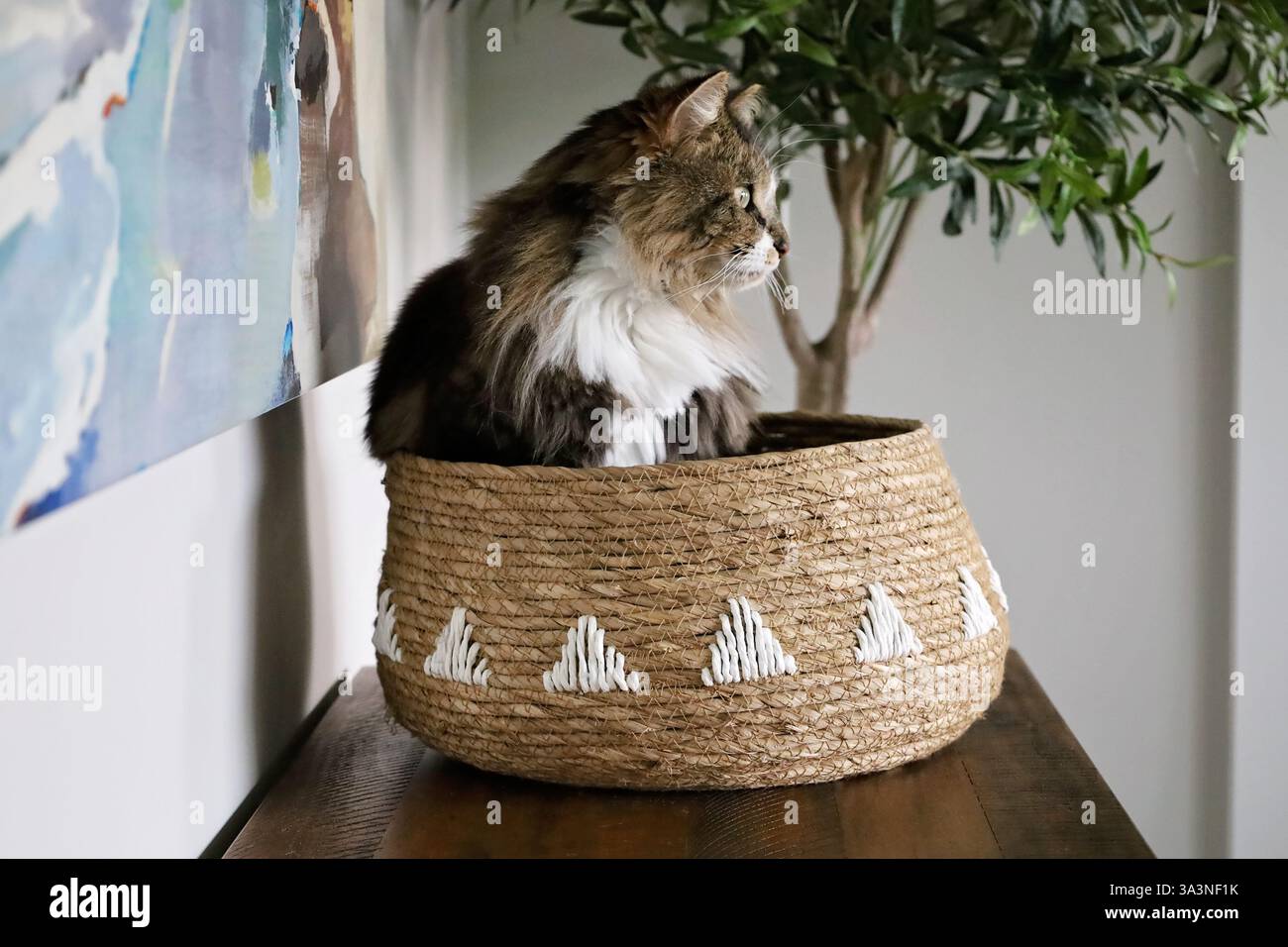 Un gatto da tavola seduto in un cestino intrecciato Foto Stock