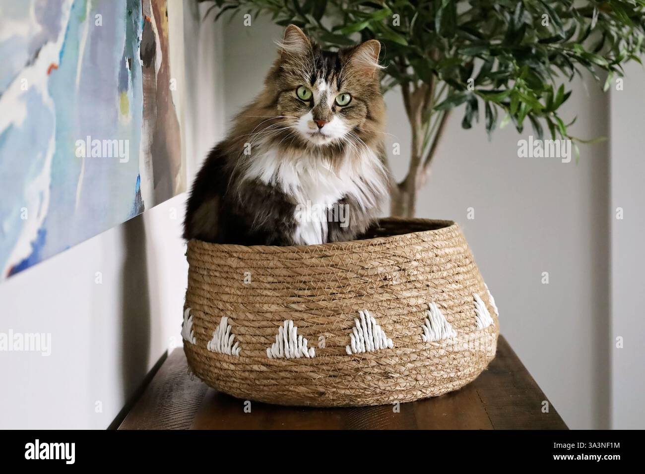 Gatto bianco e tabby della casa seduto in un cesto intrecciato che fissa Foto Stock