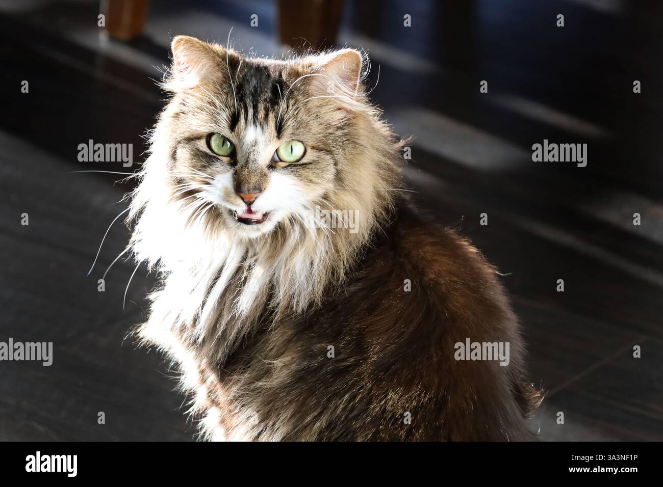 Un gatto da tabby con occhi verdi che si infilano Foto Stock