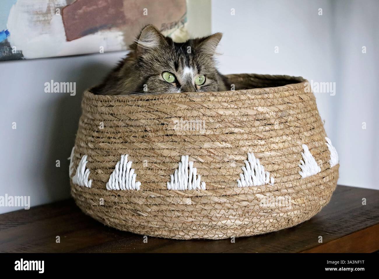 Un gatto tabby che sbircia da un cestino intrecciato Foto Stock