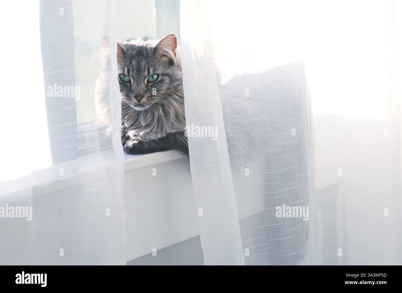 Un gatto da tabby grigio con occhi verdi appoggiati dietro tende bianche Foto Stock