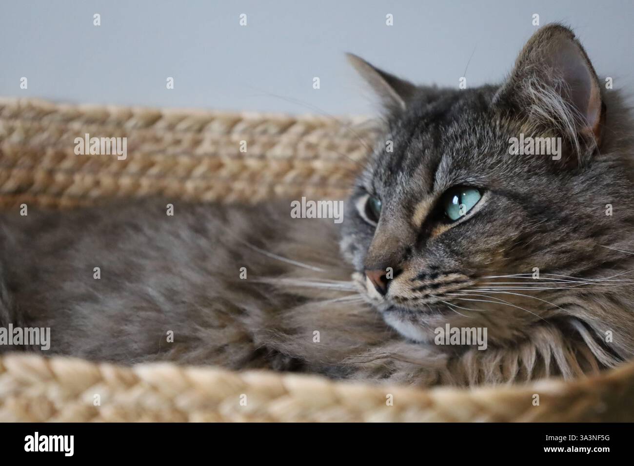 gatto da tavola grigio che sdraia in un cestino in tessuto Foto Stock