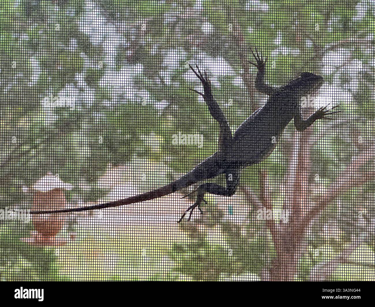 Texas Tree Lizard (ornate Tree Lizard) si arrampica su uno schermo. Foto Stock