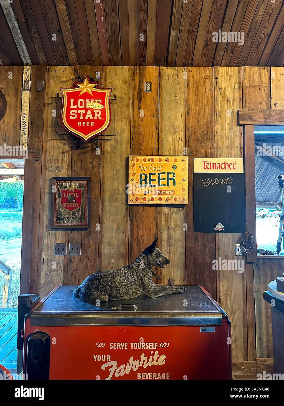 Il cane da bar sorveglia la birra fredda a hony tonk Texas. Foto Stock