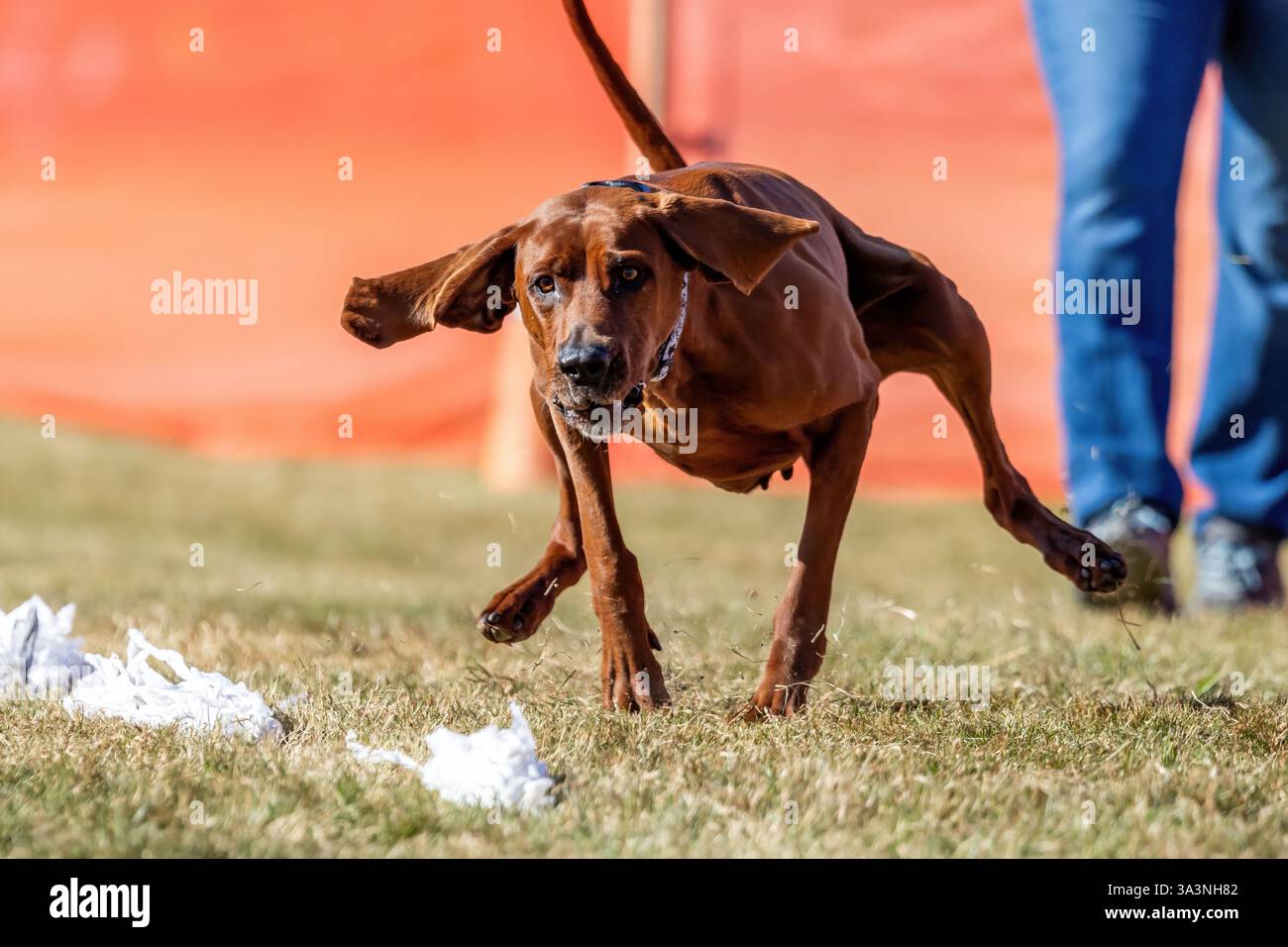 Redbone Coonhound Running Lure Course, Sprint Dog Sport Foto Stock