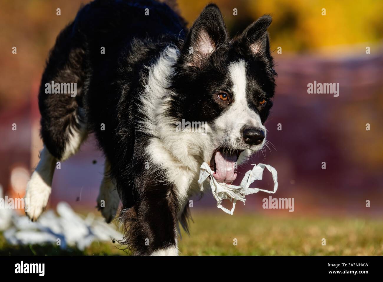Border Collie, corsa di richiamo sportiva da corsa, Sprint Dog Sport Foto Stock
