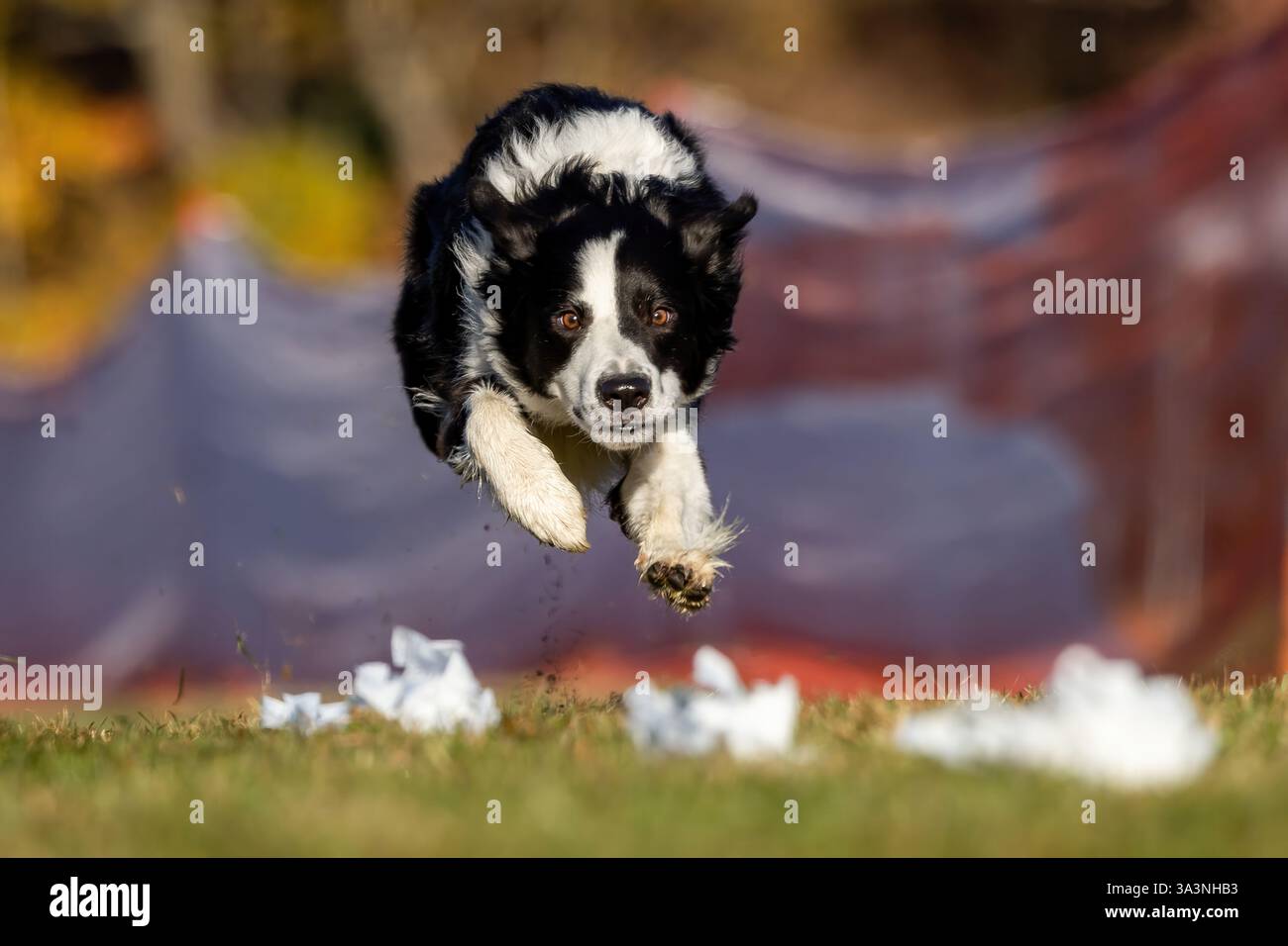 Border Collie, corsa di richiamo sportiva da corsa, Sprint Dog Sport Foto Stock