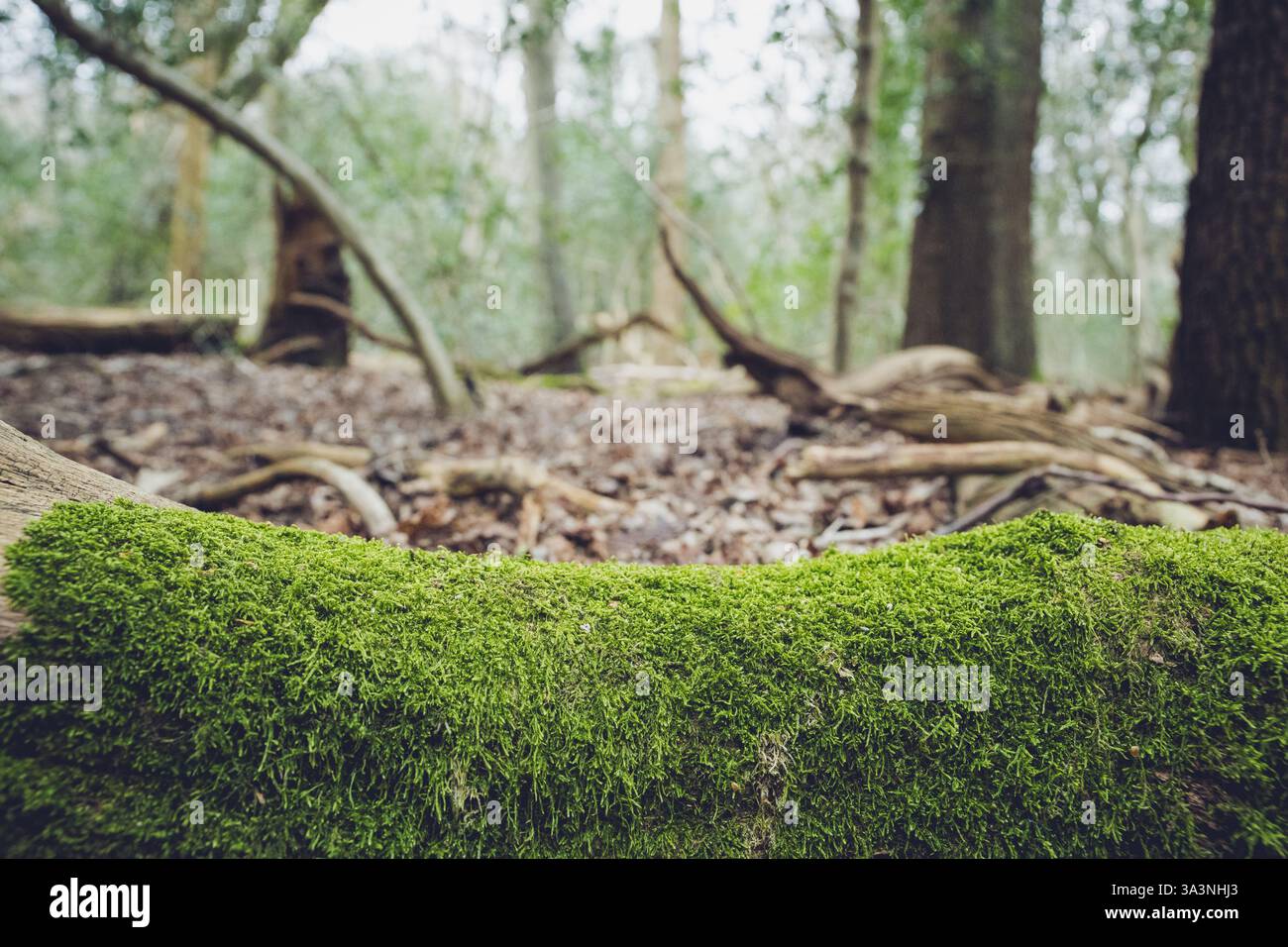 Muschio che cresce su un tronco di albero caduto e decadente in una foresta Foto Stock