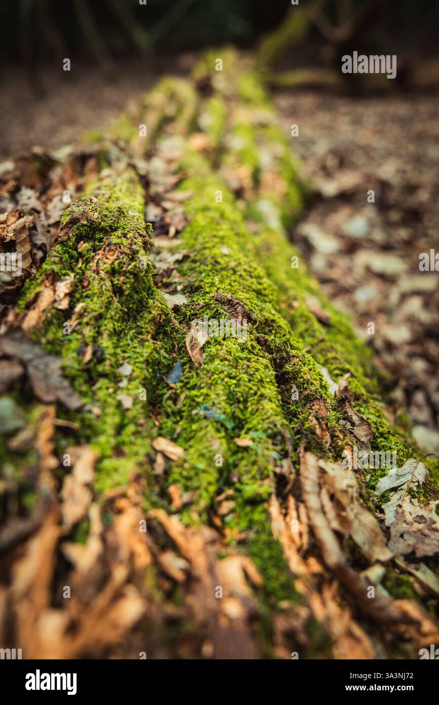 Un tronco d'albero caduto invecchiato coperto di muschio Foto Stock