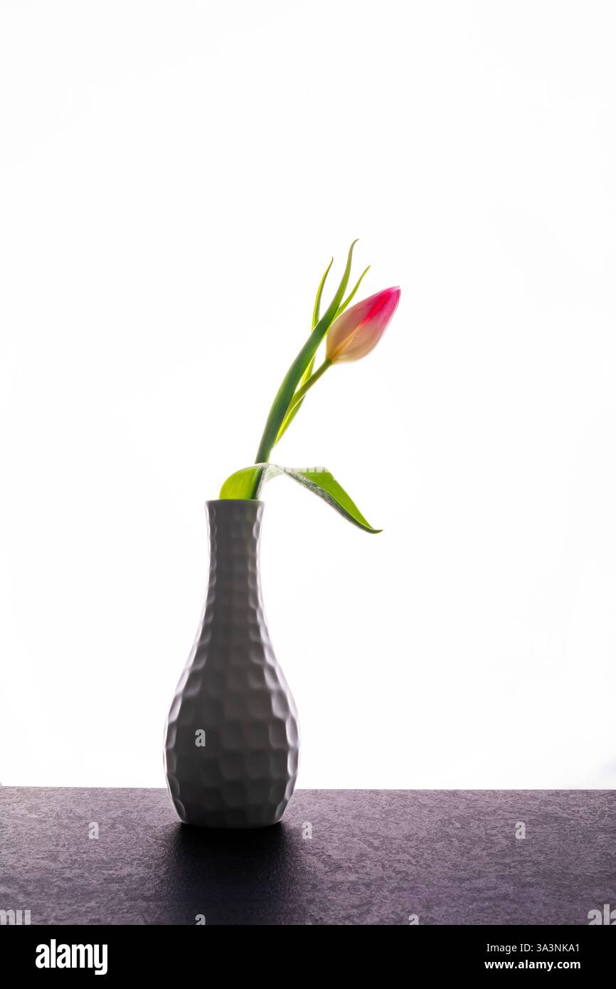 tulipani in vaso su sfondo bianco 2 Foto Stock