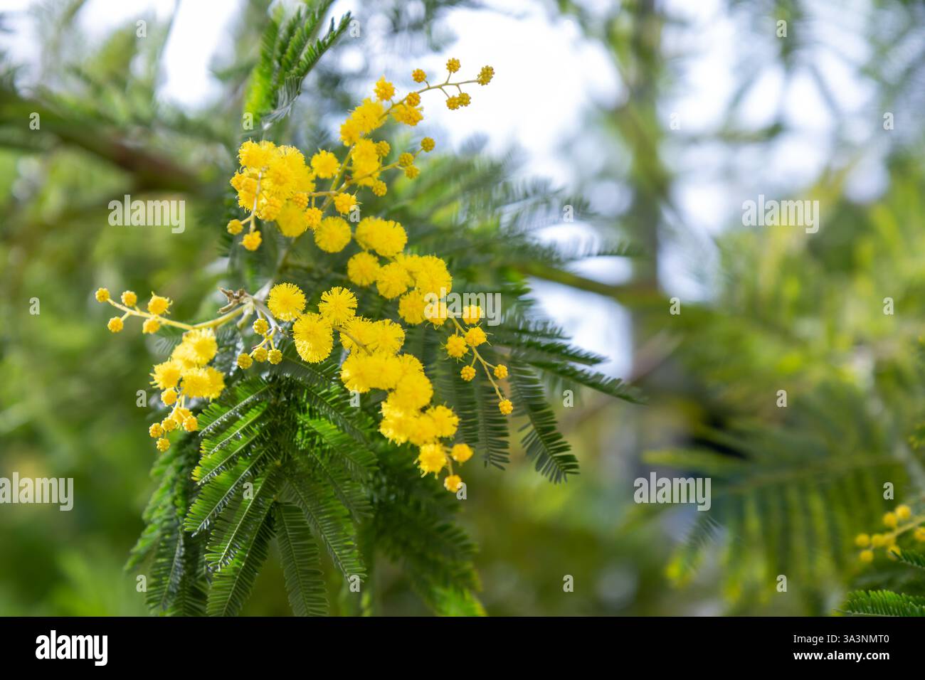 Bel primo piano di fiori di mimosa peloso giallo brillante. Albero di mimosa fiorente nelle onde primaverili iniziali sul vento. Giornata primaverile soleggiata. Acacia dealbata. Soffice f Foto Stock