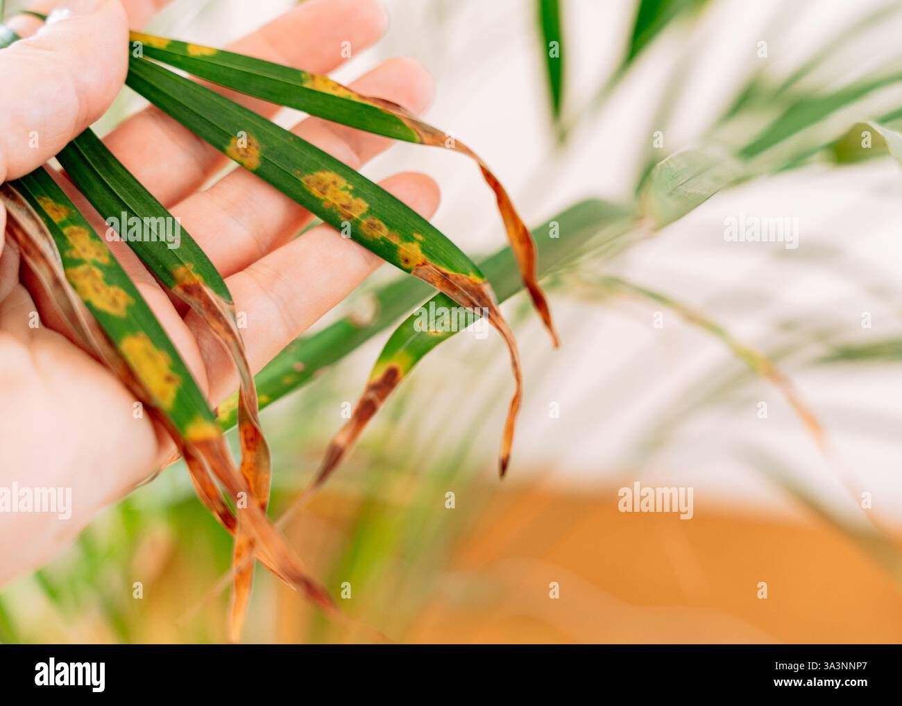 Una Chamaedorea elegans lascia con punte asciutte e danneggiate. Il delicato fogliame verde contrasta con i bordi marroni, evidenziando la risposta delle piante Foto Stock