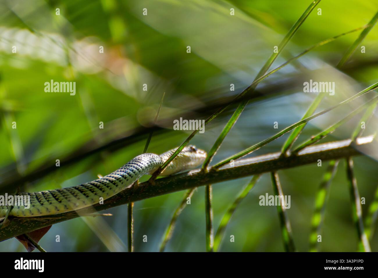 Serpente (Chrysopelea ornata, serpente dell'albero d'oro, serpente volante ornato, serpente volante d'oro o serpente Colu℃) di colore verde con crocetta nera e voi Foto Stock