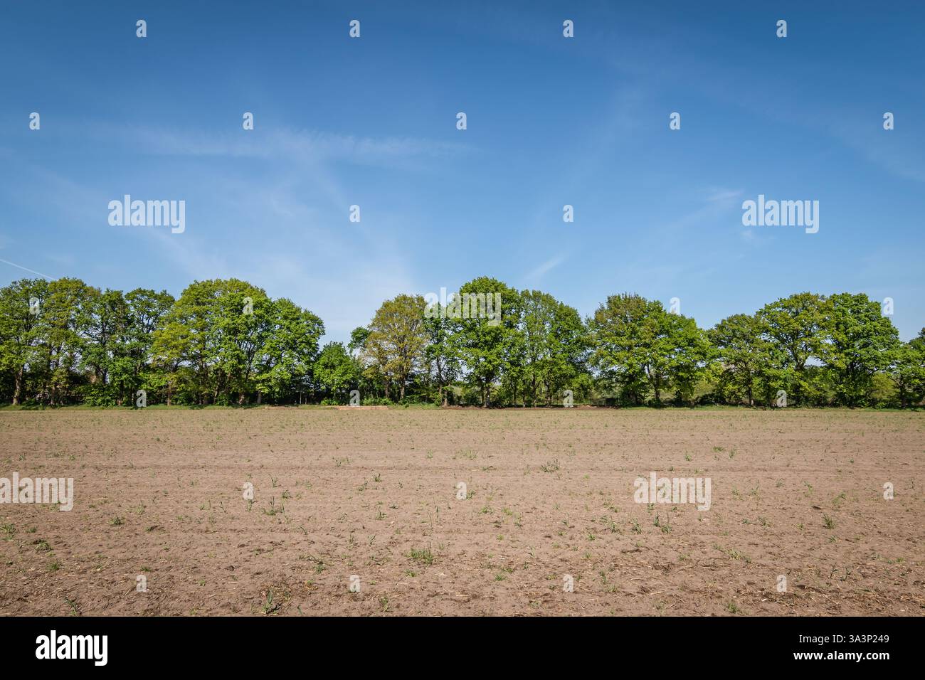 Paesaggio con linea alberata dietro il campo agricolo. Foto Stock