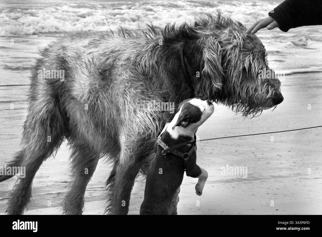 Passeggiata con i cani sulla spiaggia di Barry Island Foto Stock