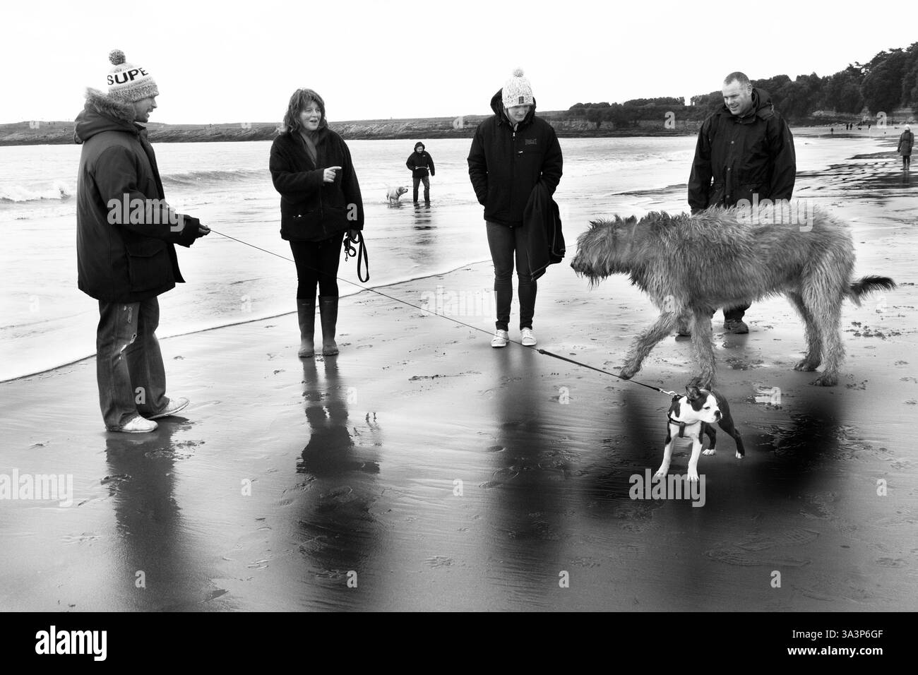 Passeggiata con i cani sulla spiaggia di Barry Island Foto Stock
