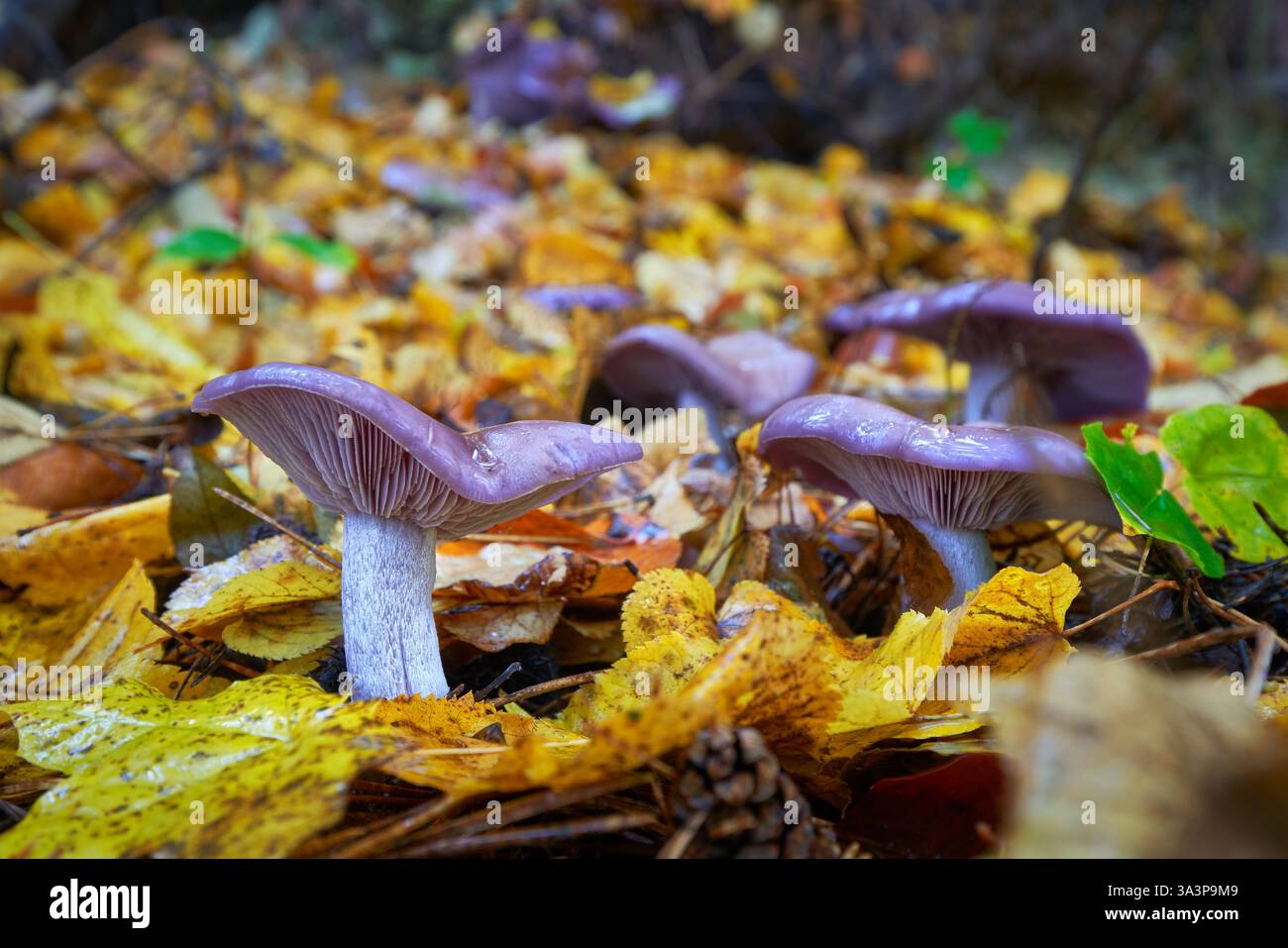 Orecchini Fungo Viola Sulla Luna – Gioielli Boho Cottagecore Per Strega Moderna