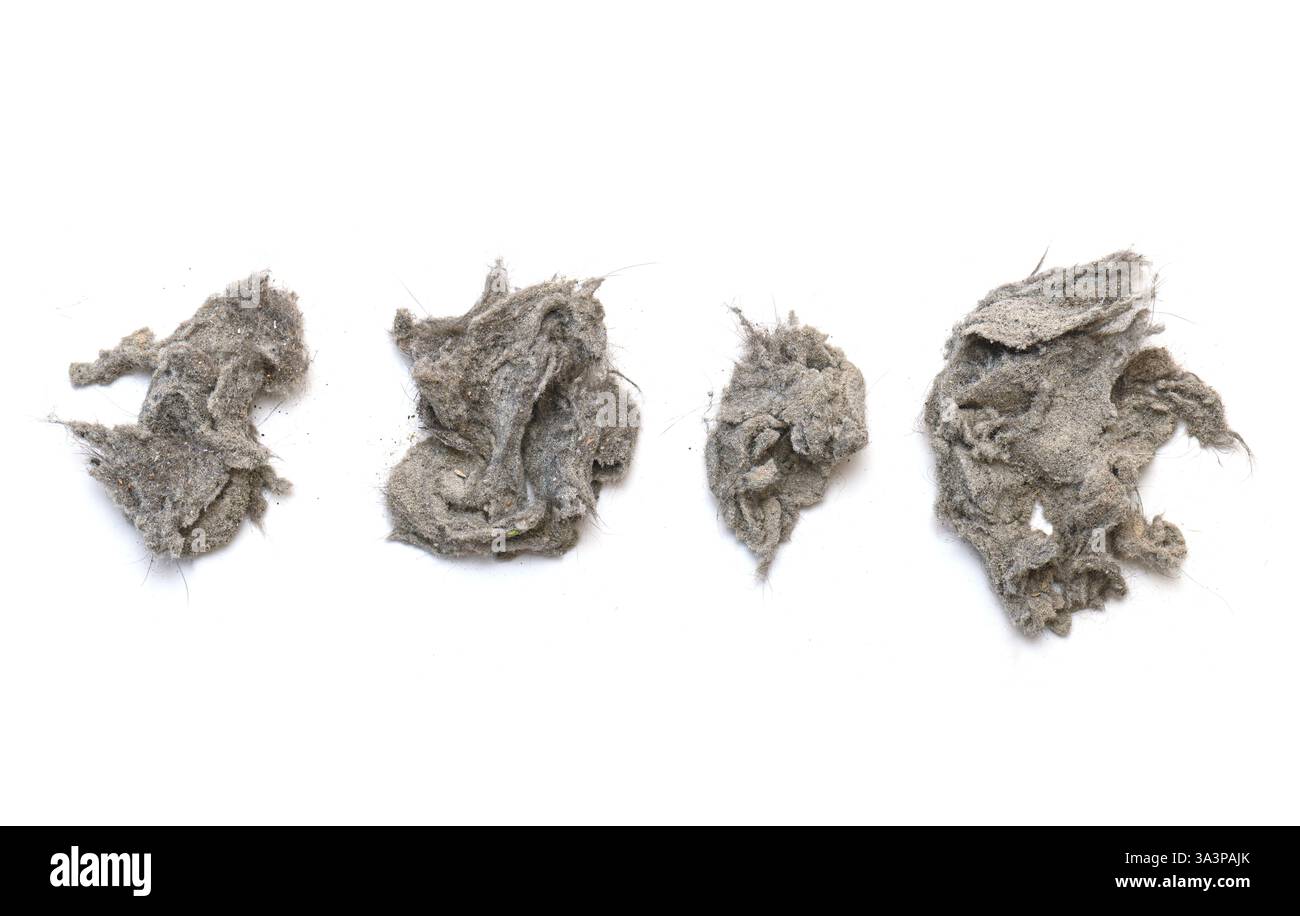 Accumuli di polvere e sporcizia dall'aspirapolvere, isolati su bianco Foto Stock