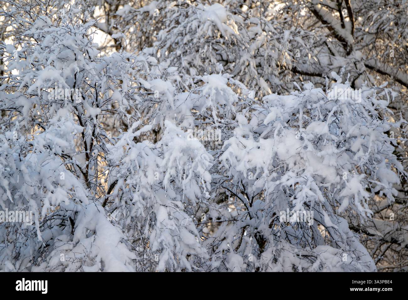 Rami innevati di giovani betulle in un bosco scozzese Foto Stock