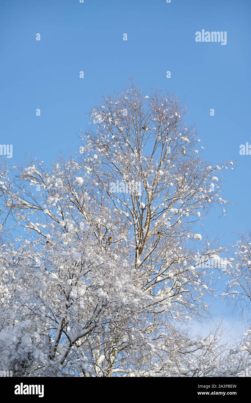 Uccelli cantautori che si aprono in un albero di betulla in una giornata di inverno soleggiato Foto Stock
