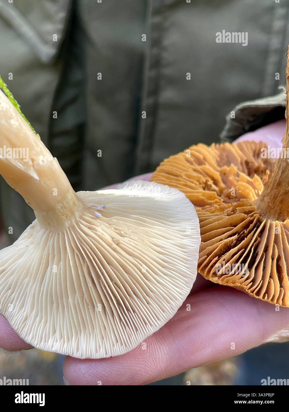 Tenere a mano i funghi durante una passeggiata nella natura Foto Stock