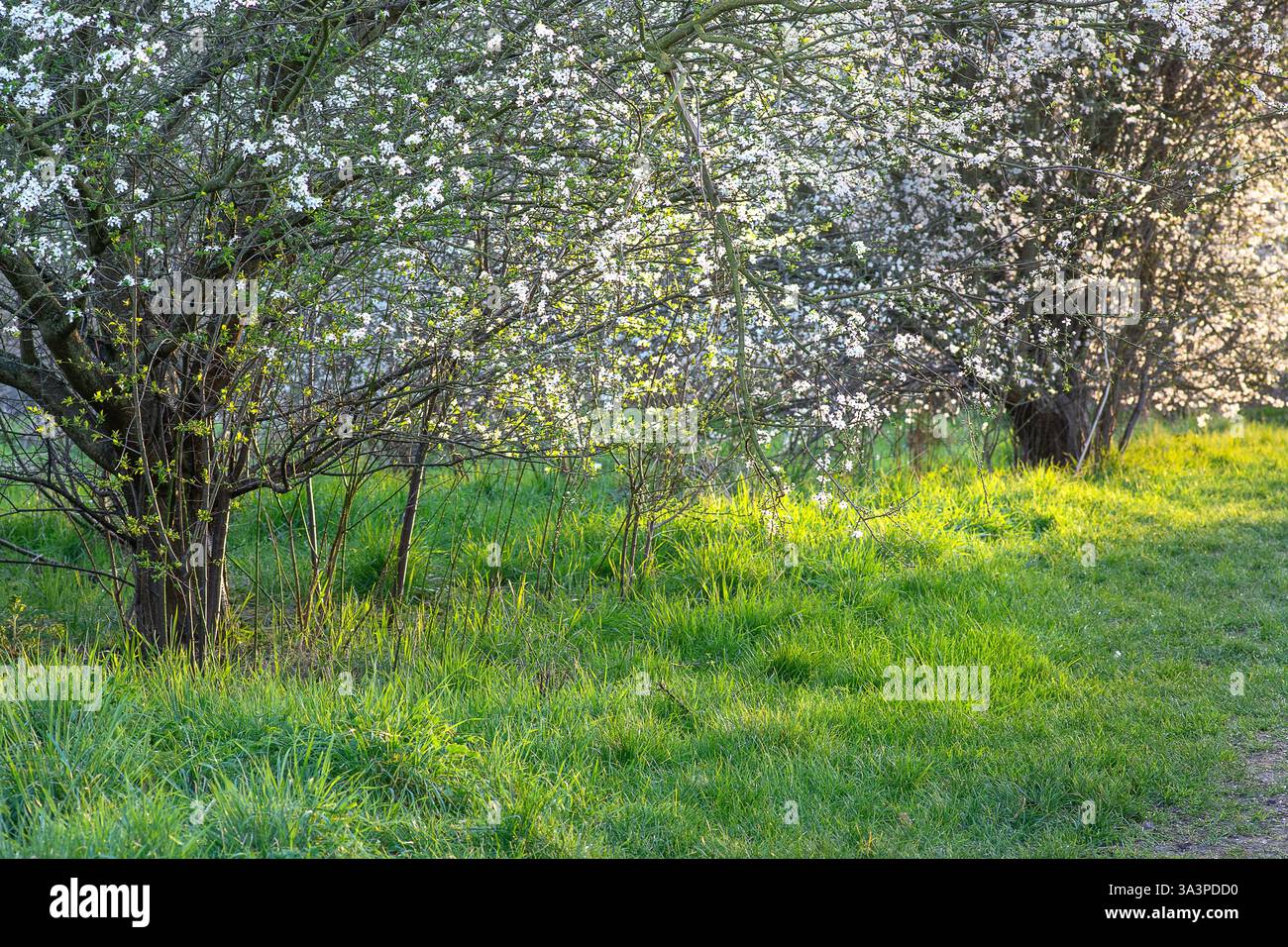 Blackthorn, (Prunus spinosa), noto anche come sloe, UK, Springtime. I fiori appaiono a marzo e aprile. Vitale per la fauna selvatica Foto Stock