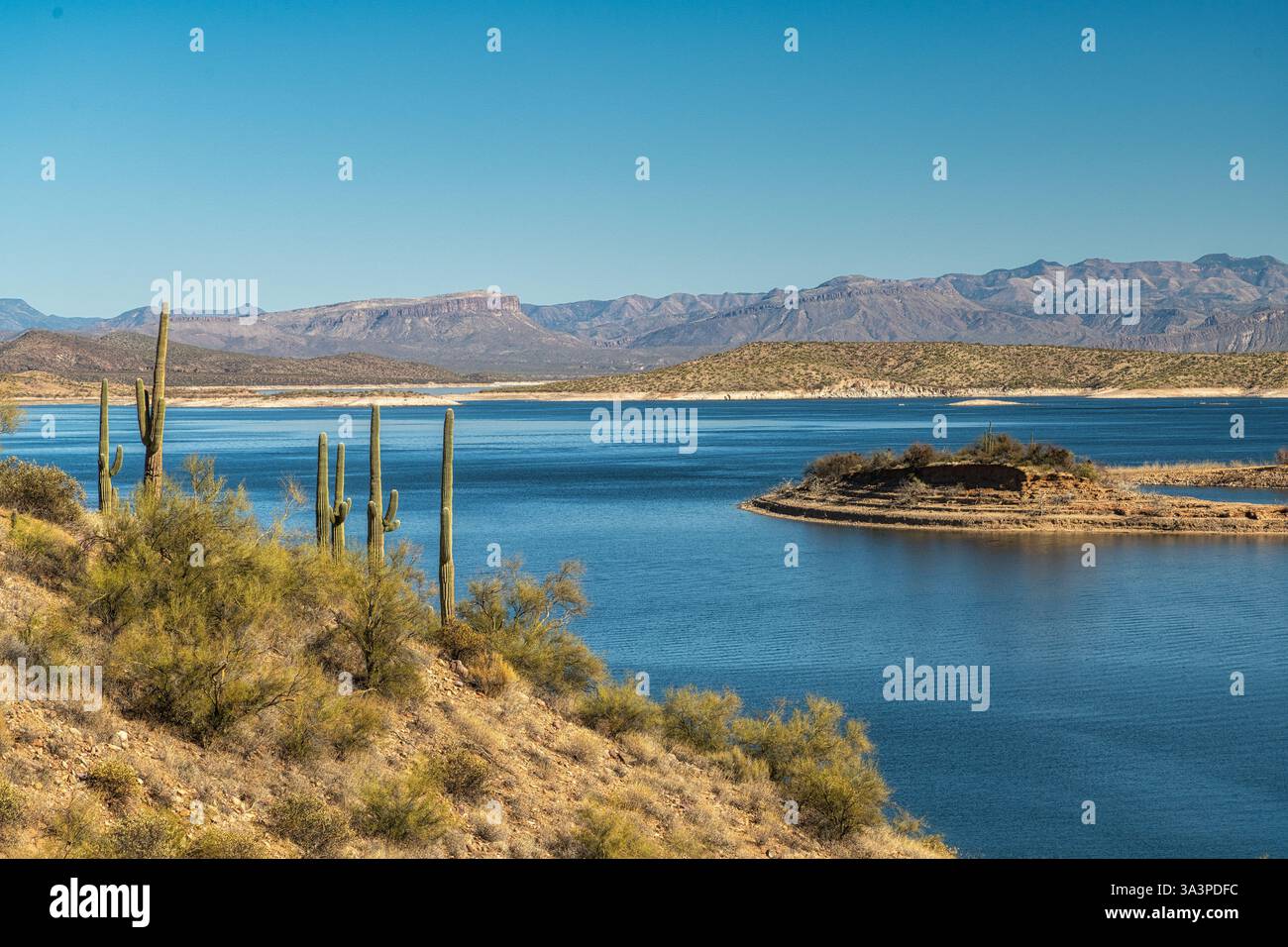 Roosevelt Lake e Saguaro Cactus in una giornata di sole nella foresta nazionale di Tonto. Foto Stock