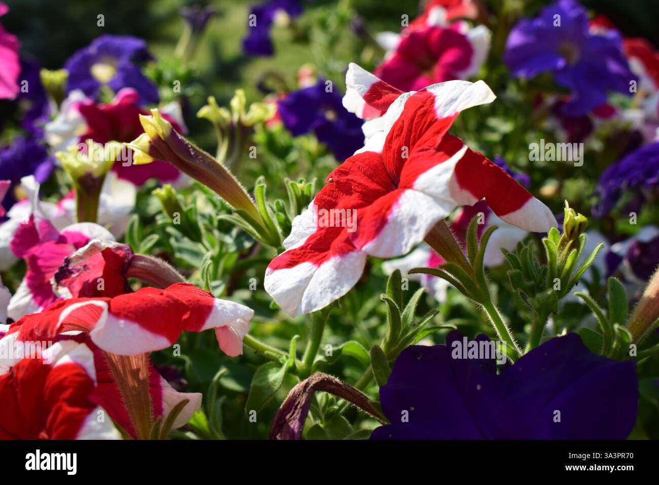 Un giardino fiorito vivace e colorato caratterizzato da vari tipi di petunie in piena fioritura. I fiori mostrano una gamma di colori, tra cui viola, rosso, Foto Stock