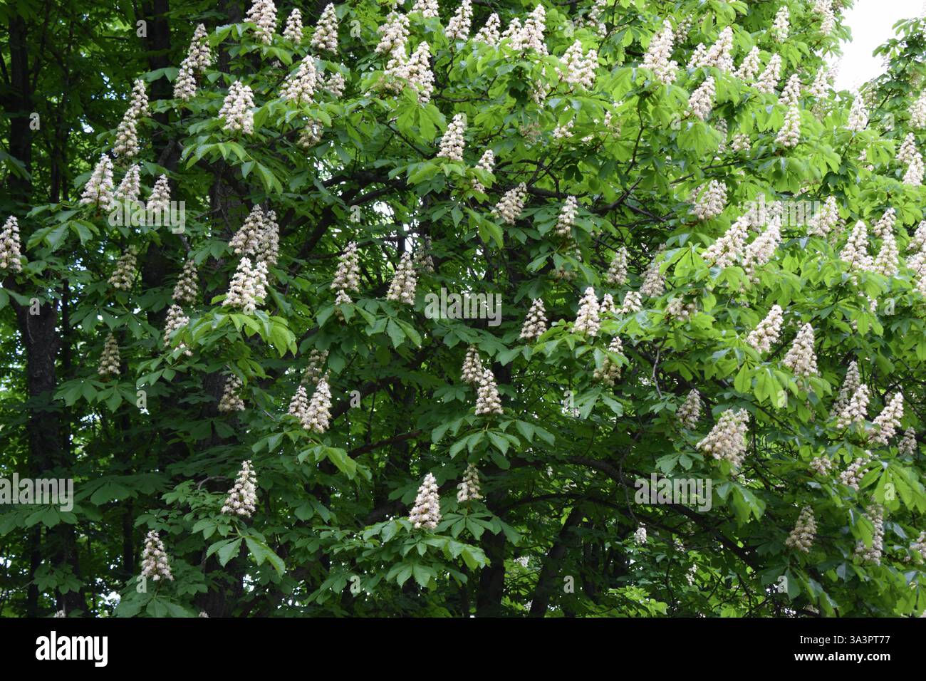 Un castagno con abbondanti fiori bianchi disposti in ammassi conici tra foglie di verde scuro. Le foglie sono palmate e larghe, tipiche degli alberi c Foto Stock