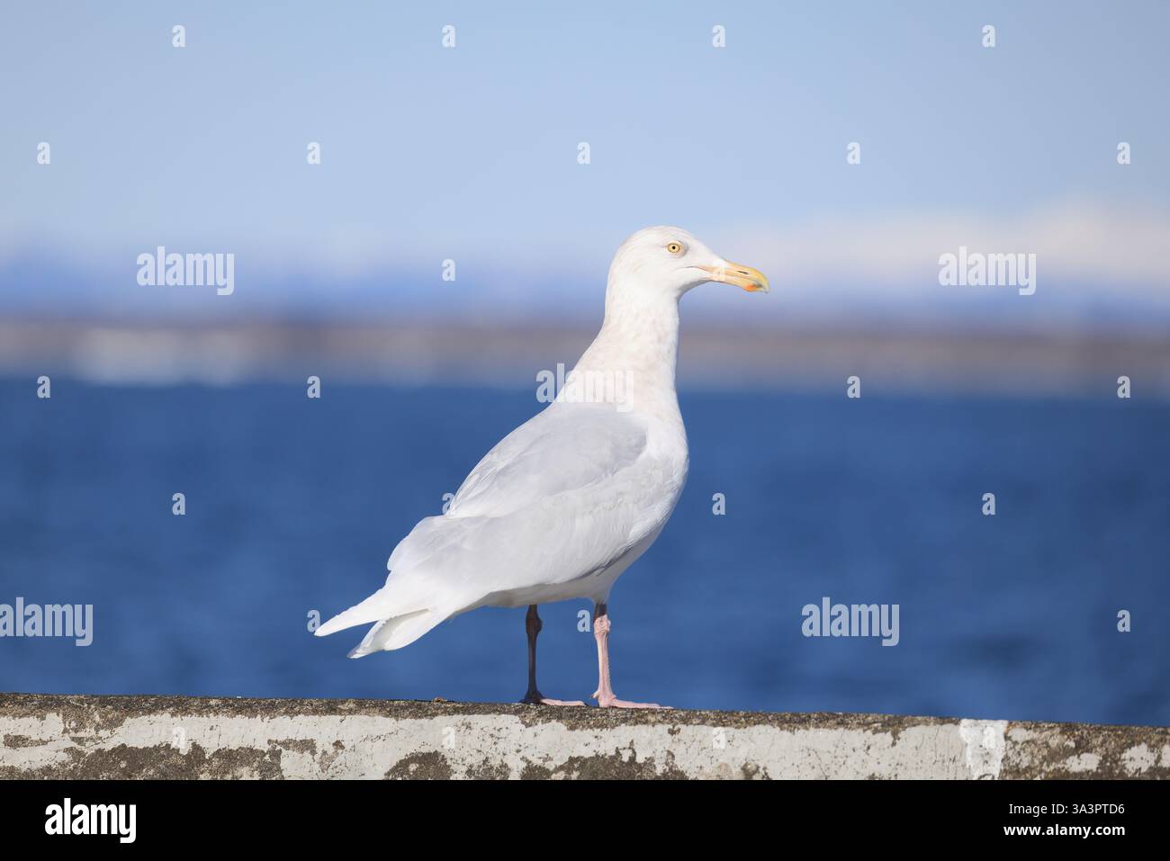 Il gabbiano glaucoso (Larus hyperboreus hyperboreus) è un grande gabbiano, il secondo più grande al mondo. Questa foto è stata scattata in Giappone. Foto Stock