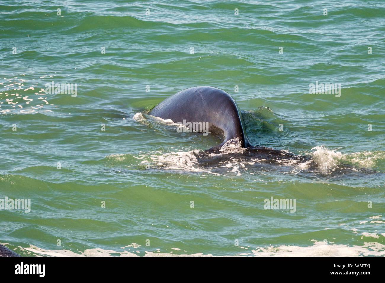Back end o coda di una balena da vicino mentre scende nelle acque marine o nell'oceano di Western Cape, Sud Africa Foto Stock