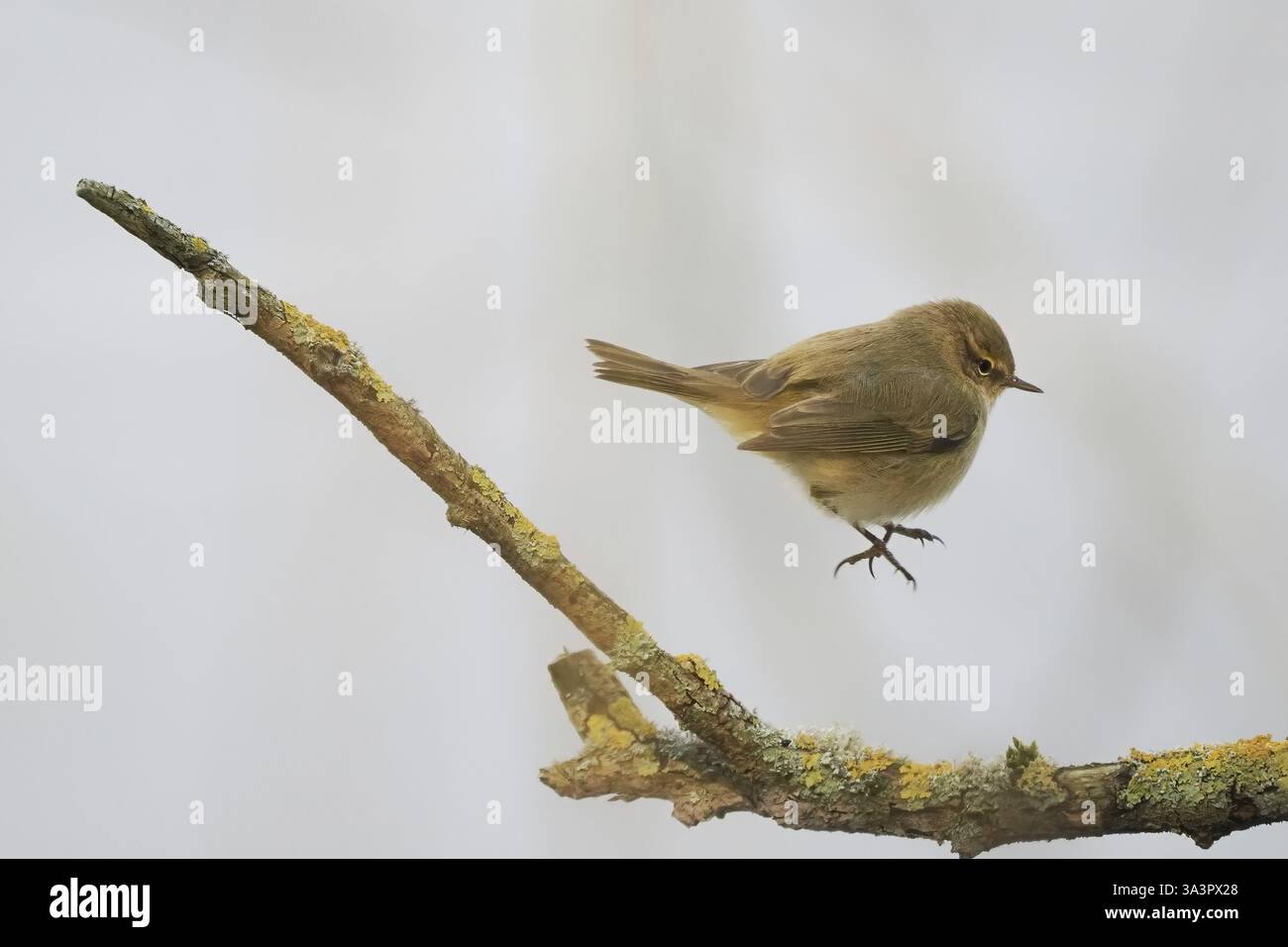 Un chiffchaff (Phylloscopus collybita) che si libra su un ramo coperto di licheni in un ambiente naturale, Assia, Germania, Europa Foto Stock