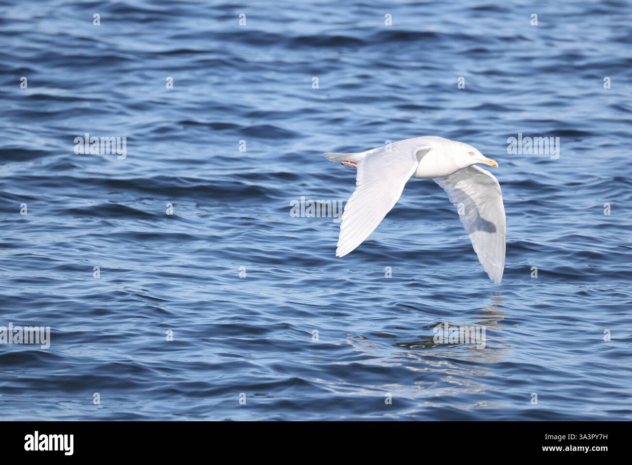 Il gabbiano glaucoso (Larus hyperboreus hyperboreus) è un grande gabbiano, il secondo più grande al mondo. Questa foto è stata scattata in Giappone. Foto Stock