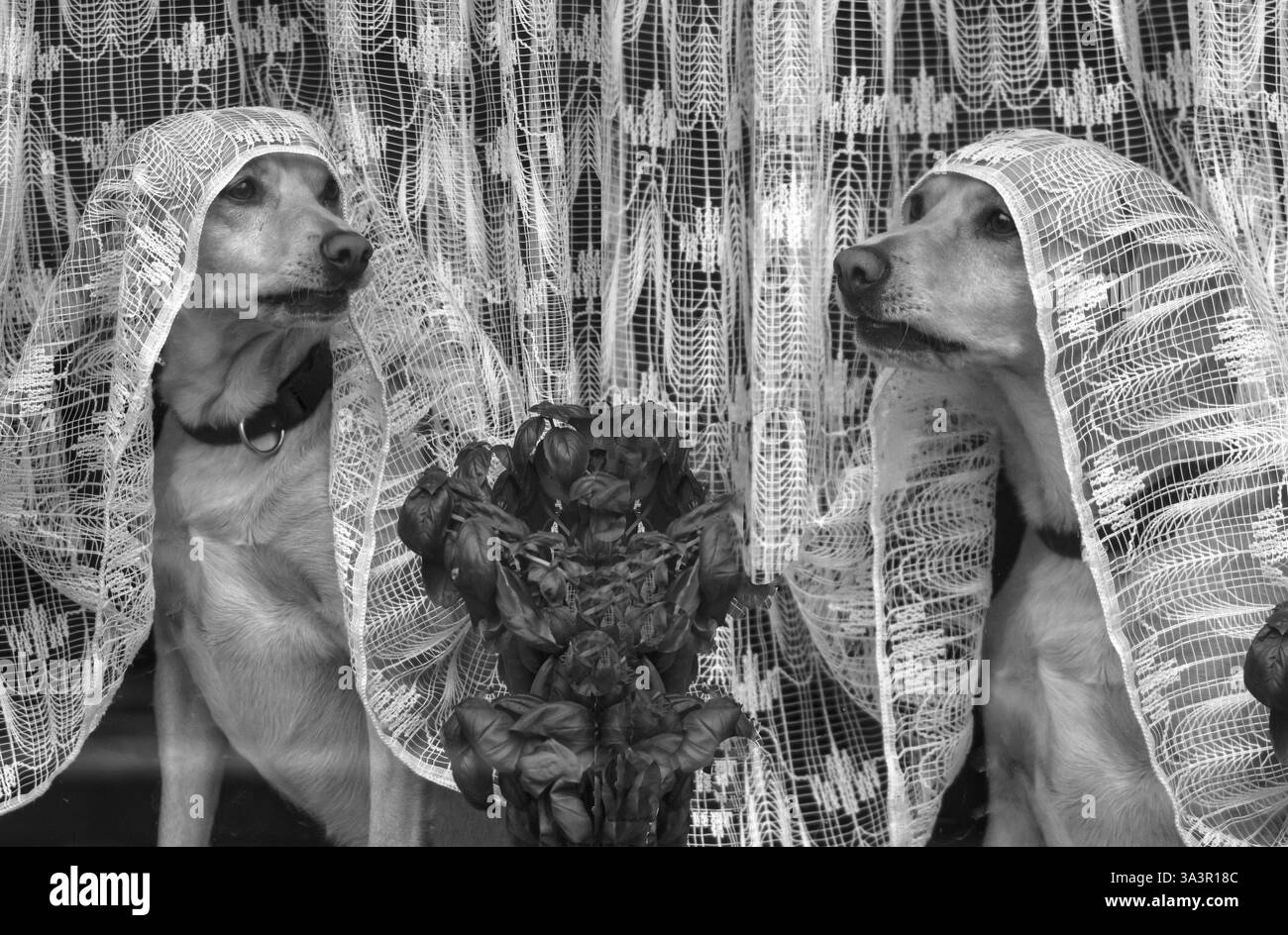 Cani che guardano fuori dalla finestra sotto una tenda, Baviera, Germania, Europa Foto Stock
