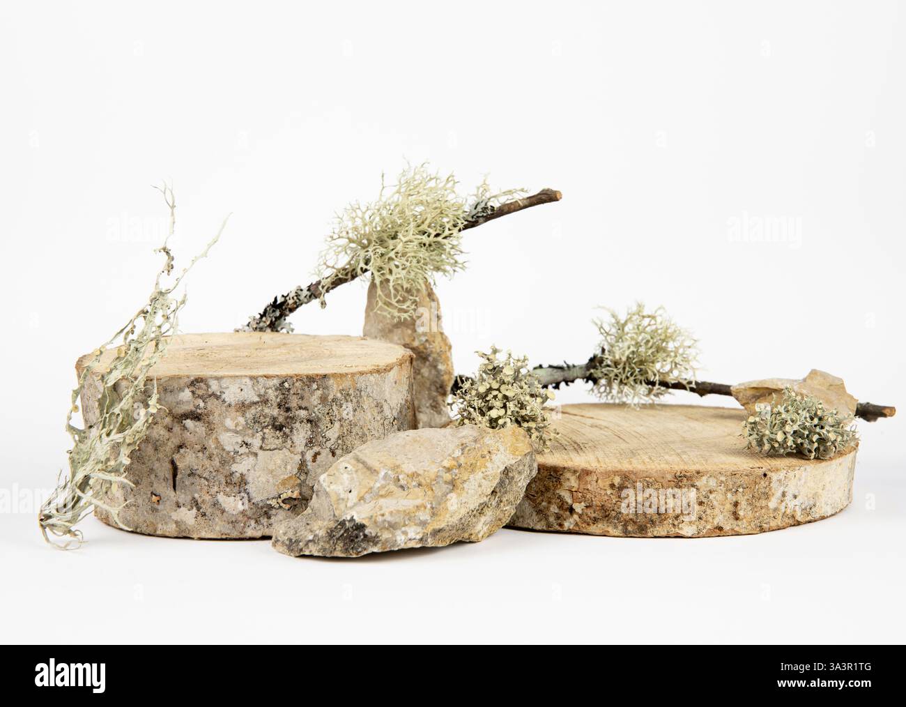 Podio dischi in legno per lo sfondo di prodotti decorati con muschio, licheni, pietre, fondo bianco vuoto, foto da studio, stile naturale minimalista. Foto Stock