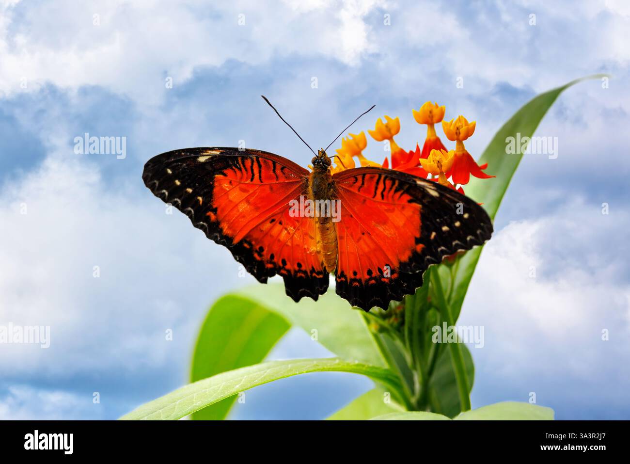 Farfalla rossa lacewing, Cethosia biblis, arroccata su un fiore con sfondo cielo estivo. Una specie di farfalla eliconiina endemica del sub-tropicale fo Foto Stock