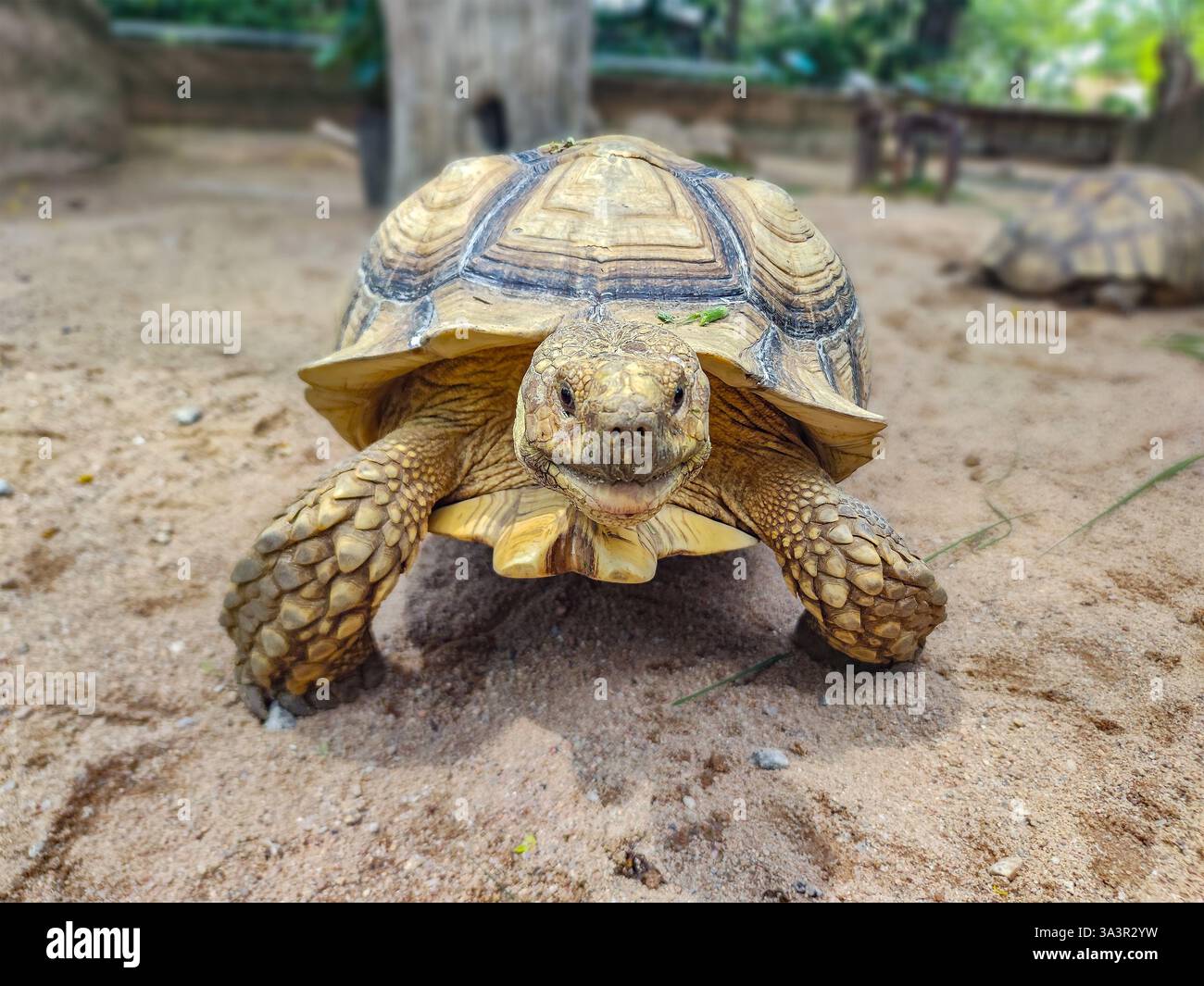 Un primo piano di una tartaruga che cammina su un terreno sabbioso. Il guscio testurizzato si distingue per i motivi intricati, con una pelle ruvida e squamosa sulle gambe. Foto Stock