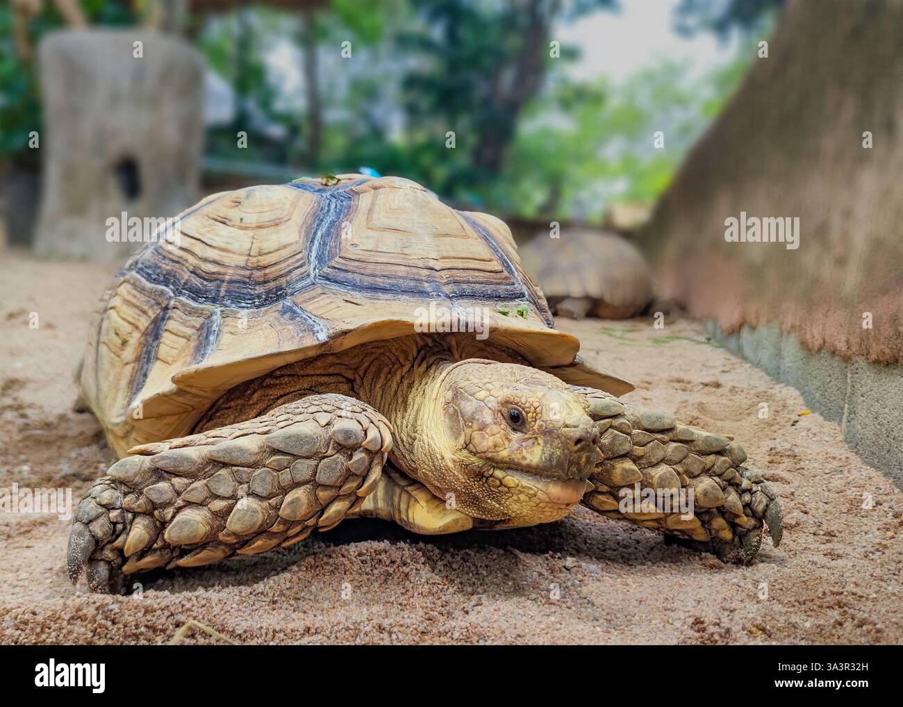 Un primo piano di una tartaruga che cammina su un terreno sabbioso. Il guscio testurizzato si distingue per i motivi intricati, con una pelle ruvida e squamosa sulle gambe. Foto Stock