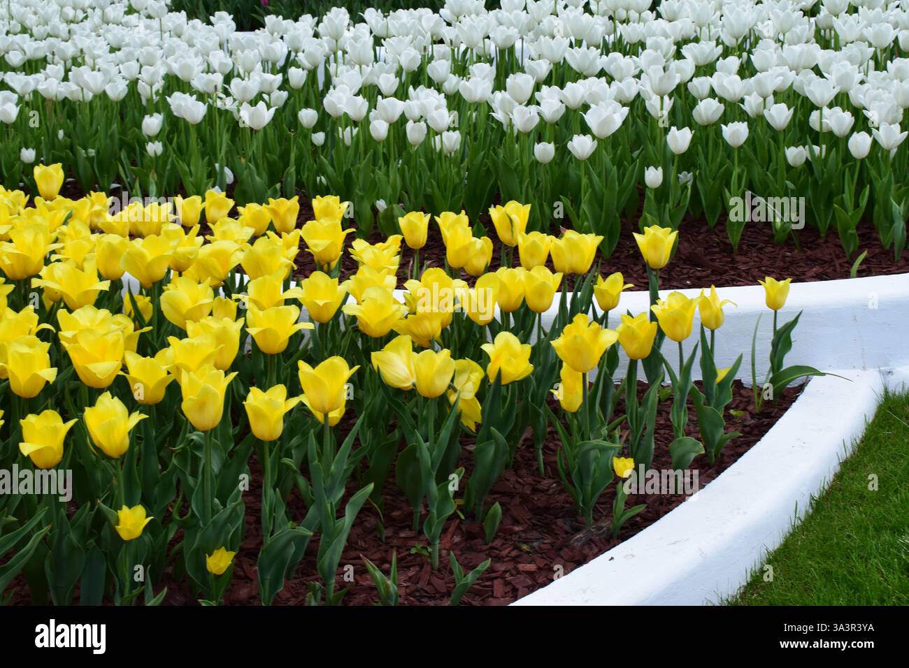 Un giardino con file di tulipani di diversi colori. Nella parte anteriore sono presenti tulipani gialli luminosi, seguiti da tulipani bianchi al centro. Sullo sfondo, Foto Stock