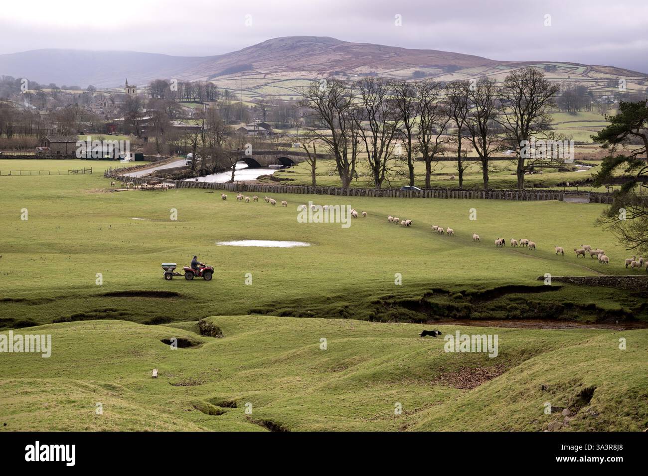 Un agricoltore (su un quad) con il suo cane da pastore mandria pecore fuori dalla città di Hawes, North Yorkshire, nel Regno Unito, nello Yorkshire Dales Foto Stock