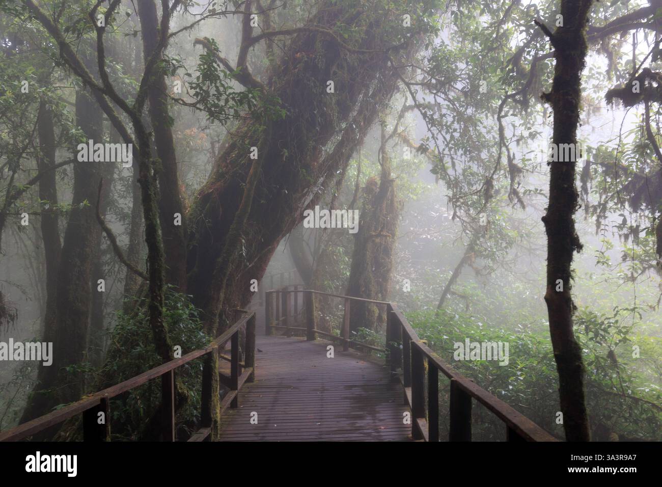 Atmosfera magica e nebbiosa lungo il sentiero della cima della foresta pluviale Doi Inthanon, nel nord della Thailandia Foto Stock