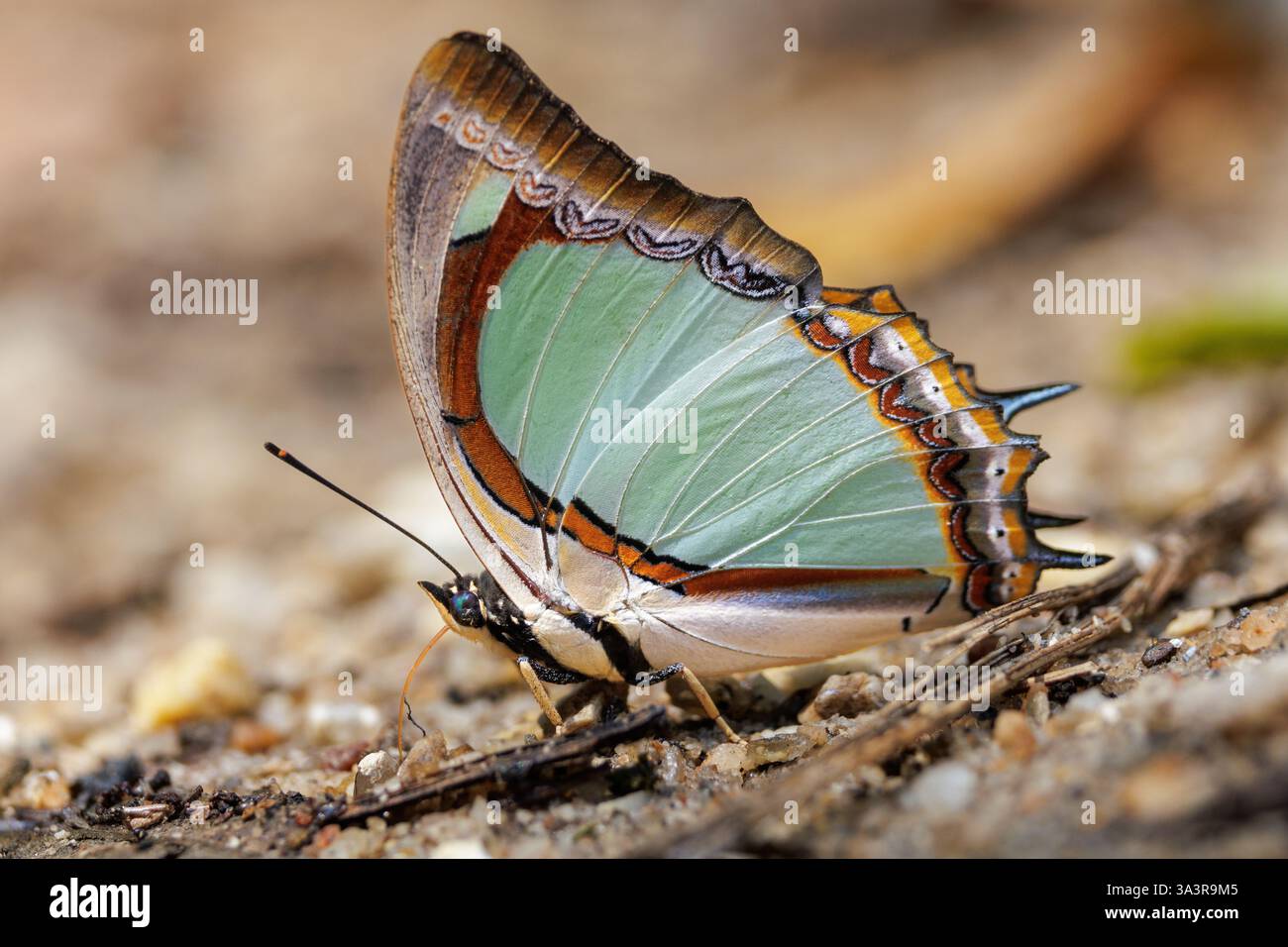Il Nawab giallo indiano, Polyura jalysus, che si nutre della terra bagnata, Thailandia Foto Stock