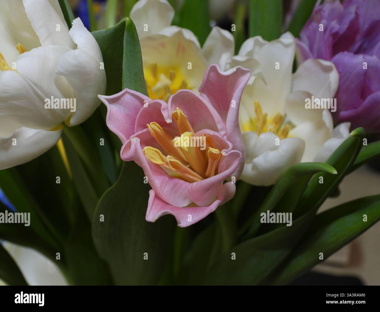 Tulipani rosa con stami gialli. I delicati petali rosa trasudano fascino e femminilità, mentre gli stami giallo brillante aggiungono un tocco vivace, allegro e Foto Stock