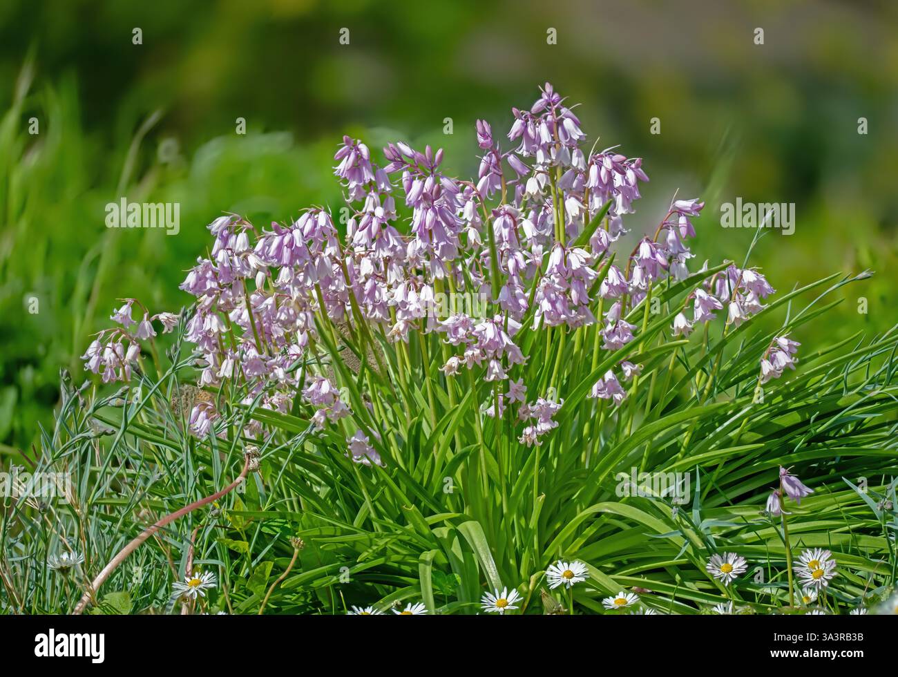 Primo piano di un campanello comune (Hyacinthus europaeus) Foto Stock